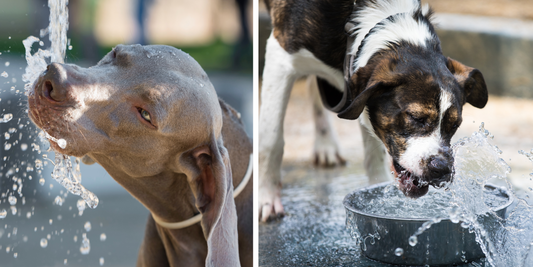 Keeping Your Dog Cool in Hot Weather: Practical Tips & Playful Solutions