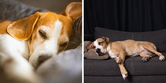 Helping Your Dog Stay Calm During Firework Season