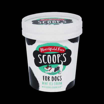 Ice cream for dogs in Wiltshire
