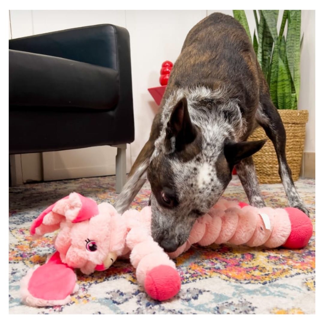 Kong Shakers Crumples Bunny XL