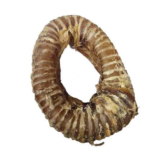 Trachea Coil - Large