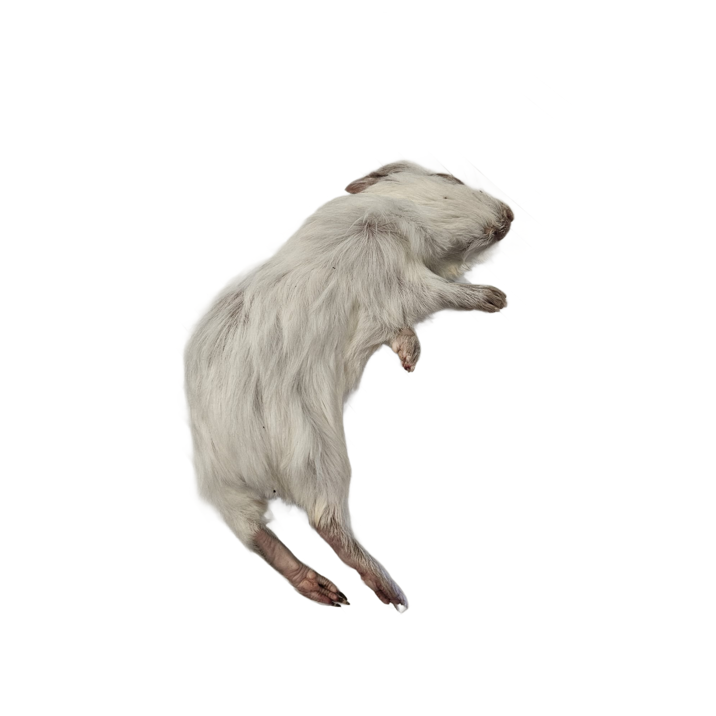 Frozen Guinea Pig - Small