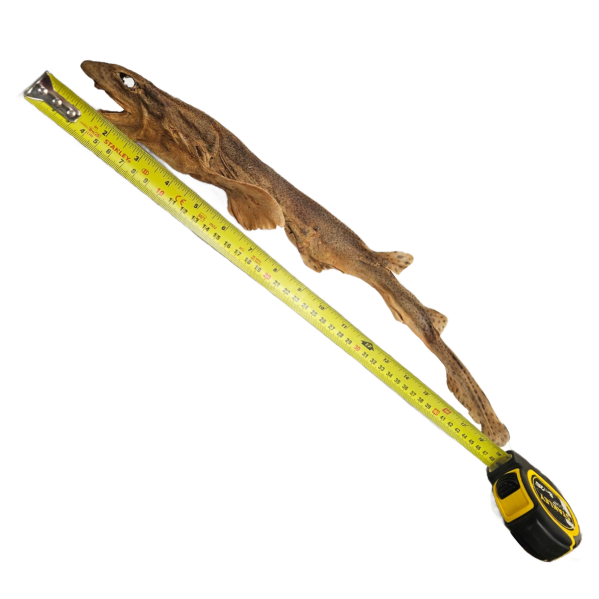 Whole Dogfish (shark) 1pc