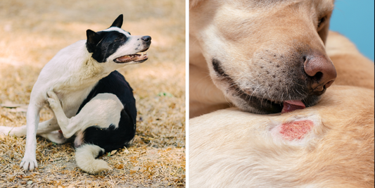 Helping Your Dog Bounce Back After Antibiotics