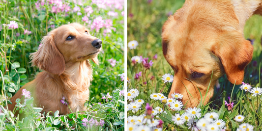 Herbal Supplements to Support Dogs with Allergies