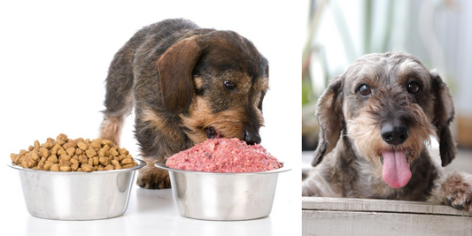 Raw Pet Food: Nature's Answer to Pet Wellness