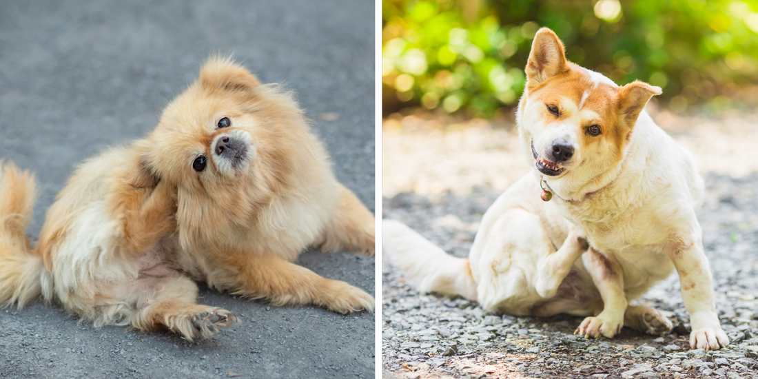 Skin Issues In Dogs: What Causes Them And How Natural Supplements Can Help