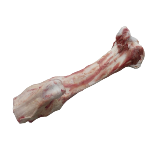 Raw Jurassic Bone