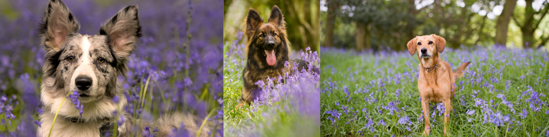 Image showcasing #1 Raw Frozen & Freeze-Dried Pet Food | Real Nutrition for Dogs & Cats