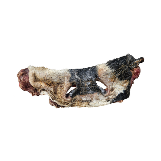 Single Beef Nose with fur