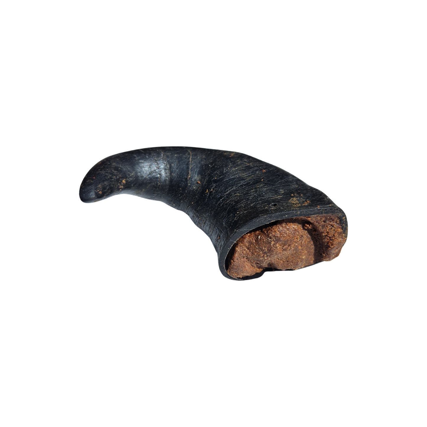 Meat filled buffalo horn - long lasting chew for dogs