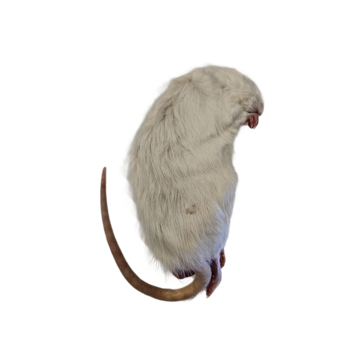 Large Rats